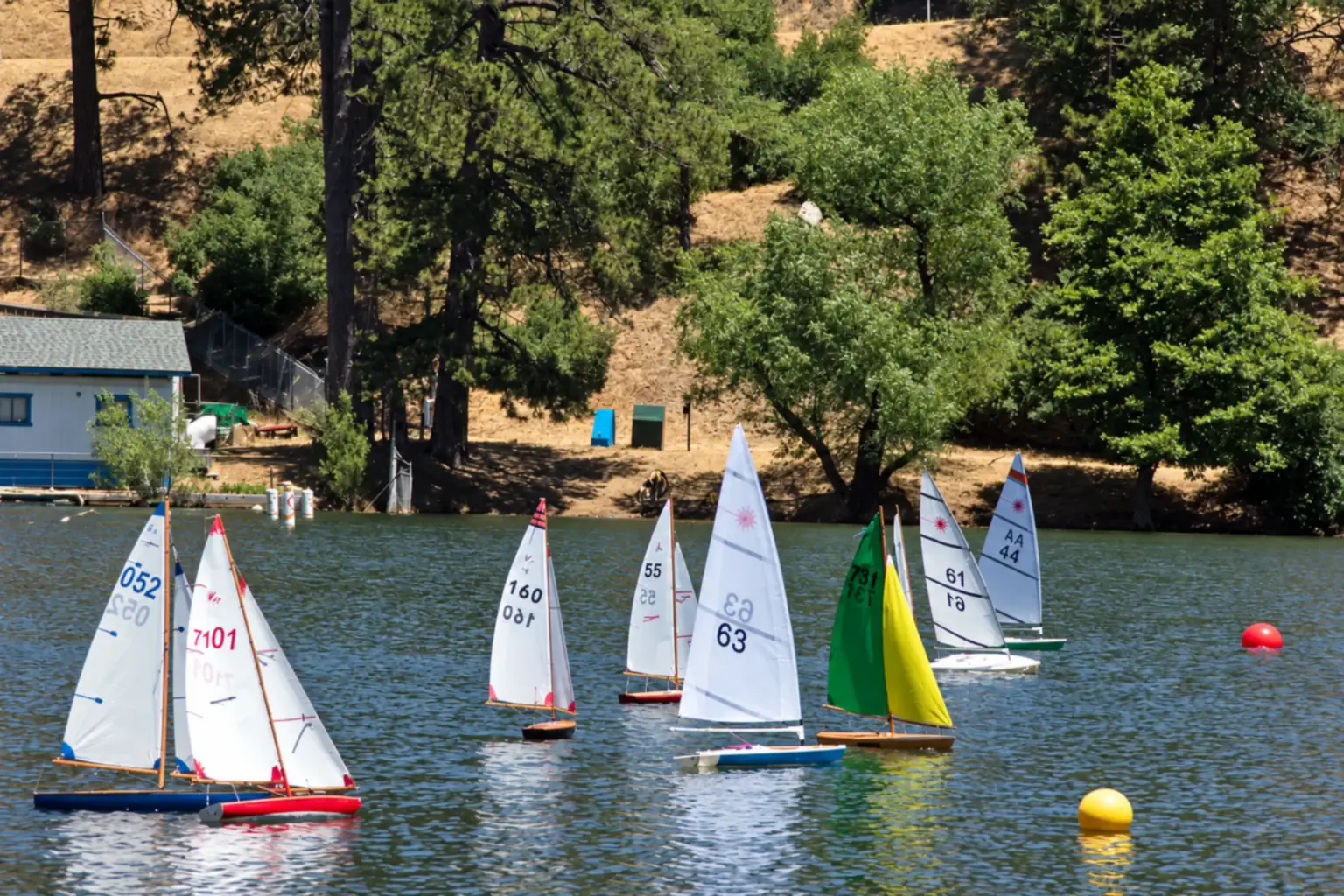 Radio-controlled sailboats racing in a fleet on Lake Gregory