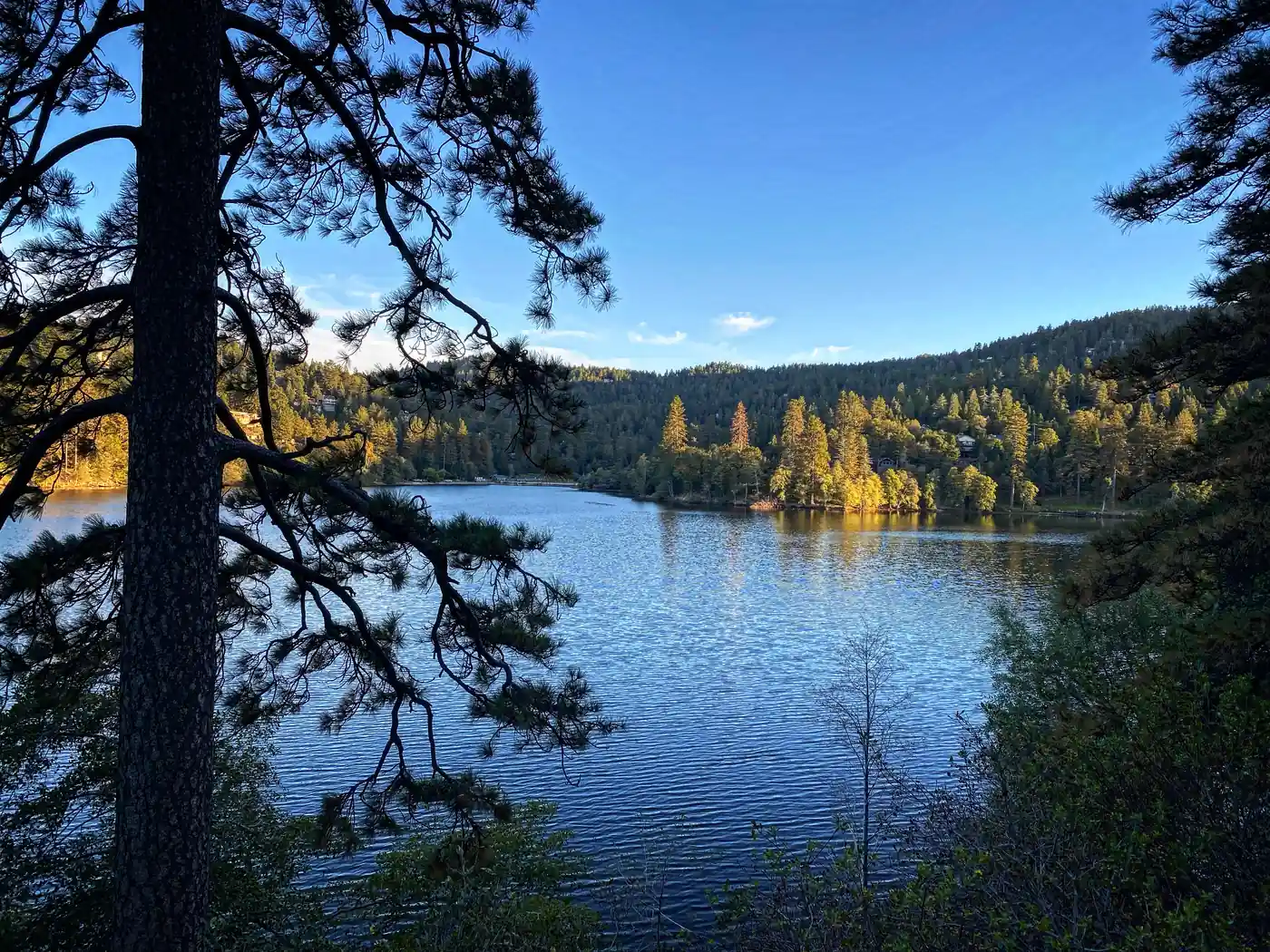 Lake Gregory and its wooded shoreline seen through pine trees